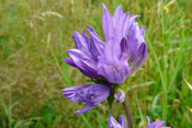 Die Büschelglockenblume besiedelt Trocken- und Halbtrockenrasen in halbsonniger Lage.