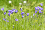 Durch die Anreicherung von Nährstoffen auf Weideflächen ist die Rundblättrige Glockenblume in ihrem Bestand stark zurück gegangen.