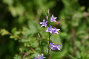 Die Wiesenglockenblume ist eine häufig vorkommende Pflanze in der Wetterauer Wiesenlandschaft.