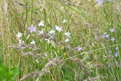 Normalerweise blühen Wiesenglockenblumen in einem hellen Lila-Blau. Hier wächst dazwischen eine rein weiße Variante der Wiesenglockenblume.