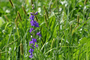 Der Feld-Rittersporn ist durch seine besondere Blütenform auf Bestäuber-Insekten mit langem Saugrüssel angewiesen.