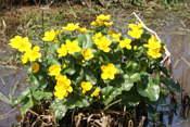 Sumpfdotterblumen gedeien in den Gräben, nassen Wiesen und Bächen der Wetterau.