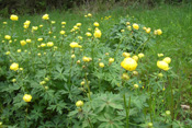 Trollblumen aus dem Laisbachtal.