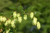 Unbefruchtete Hopfen-Dolden geben dem beliebten Bier seinen guten Geschmack.