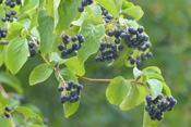 Die Früchte des 'Roten Hartriegels' sind etwa einen halben Zentimeter groß und von dunkel, violetter Farbe.