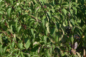 Der Rote Hartriegel trägt zeitweise gleichzeitig Blüten und reife Früchte.