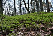 Am Steinkopf in der westlichen Wetterau wächst die Heidelbeere.