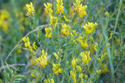 Die Blüten des Färberginsters liefern einen gelben Farbstoff.