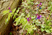 Die Frühlings-Platterbse ist eine typische Pflanze der Buchenwälder.