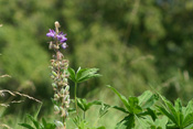 Die Lupine ist als Hülsenfrüchtler auch mit der südamerikanischen Erdnuss verwandt.