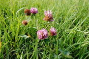 Rotklee ist in der Wetterau allgemein als Wiesenklee bekannt.