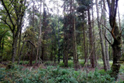 Fichtenbestände finden sich häufig in den Wetterauer Wäldern.