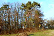 Kieferngewächse der Wetterau