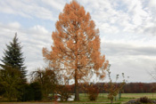 Lärchen können Wuchshöhen von 40 Metern erreichen. Sie sind das schwerste und härteste Nadelholz Europas.