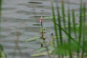 Knöterichgewächse der Wetterau