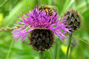 Eine Wildbiene nutzt das Nektar-Angebot einer Skabiosen-Flockenblume.
