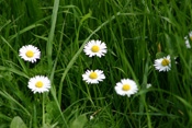 Schon die kleinen Kinder der Wetterau lernen das Gänseblümchen kennen und lieben.