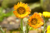 Aus normal gelb blühenden Huflattichpflanzen leuchten zwei orange Blüten hervor.