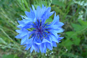 Auswahlbild Schon die ersten sesshaften Bauern der Wetterau brachten die Kornblume mit. Sie galt als Unkraut. Erst spät erfuhr sie einen grundlegenden Bedeutungswandel.