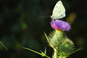 Die gewöhnliche Kratzdistel sieht der Acker- und der Sumpf-Kratzdistel ähnlich, sodass es leicht zu Verwechselungen kommen kann.