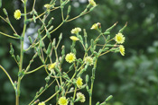 Stachel-Lattich ist die Stammform unseres Garten- bzw. Kopf-Salates.