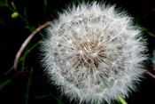 Die 'Puste Blumen' gelten in der Wetterau als Unkraut.