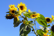 Sonnenblumenkerne enthalten viel Öl.