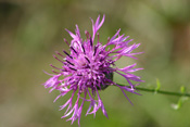 Wiesen-Flockenblumen sind Bewohner von Wiesen, Weiden und Wegrändern.