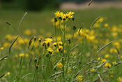 Wiesenpippau bildet zum Teil große Populationen auf den lemigen Böden der Wetterauer Auenlandschaft.