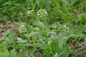 Ackerhellerkraut gilt als Unkraut.