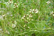 Die Garten-Senfrauke ist die Lieferantein des beliebten Rucola-Salates.