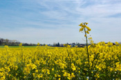 Die Blühzeit des Raps ist im April-Mai.