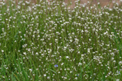 Das behaarte Schaumkraut ist ein Neophyt in der Wetterau.