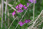 Eine Neupflanze in der Wetterauer Wildnis ist das einjährige Silberblatt.