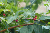 Die kugeligen Früchte der Roten Zaunrübe sind leuchtend Rot.