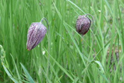 In der Ranstädter Gemarkung kann man die die Schachblume antreffen.