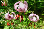 Liliengewächse der Wetterau.