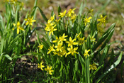 Wald-Gelbsterne ziehen bald nach der Blüte im Frühjahr ein und sind im Sommer nicht mehr sichtbar.