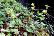 Die Blüten der Goldnessel leuchten gelb.