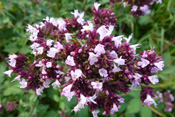 Oregano ist als mediterranes Gewürz in der Wetterau bekannt.