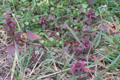Die purpurrote Taubnessen besitzt purpurrote Blätter.