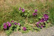 Mauretanische Malven haben große, bläulich-violette Blüten.
