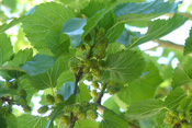 Maulbeeren wurden während des 2. Weltkrieges zur Produktion von Fallschirmseide angepflanzt.