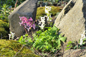 Die Blüten des hohlen Lerchensporns sind variabel von weiß bis rot gefärbt.