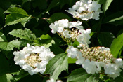 Der 'Gemeine Schneeball' bildet markante Blüten aus.