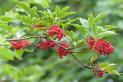 Roter Holunder wächst am Waldrand bei Bad Nauheim.