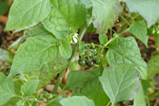 Schwarzer Nachtschatten ist eine Medizinpflanze aus alter Zeit.