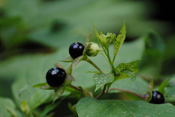 Die 'Schwarze Tollkirsche' ist eine Giftpflanze die auch für den Menschen gefährlichwerdenb kann.