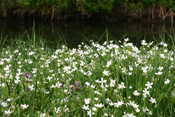 Ein Bachsternmierenbestand am Ufer der Nidda bei Dauernheim.