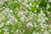 Die Blüten des Traubenkropf-Leimkrautes duften nur Nachts.